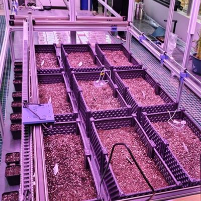 ҃ȷNȰlͱOyϵy TPN-SeedPhy